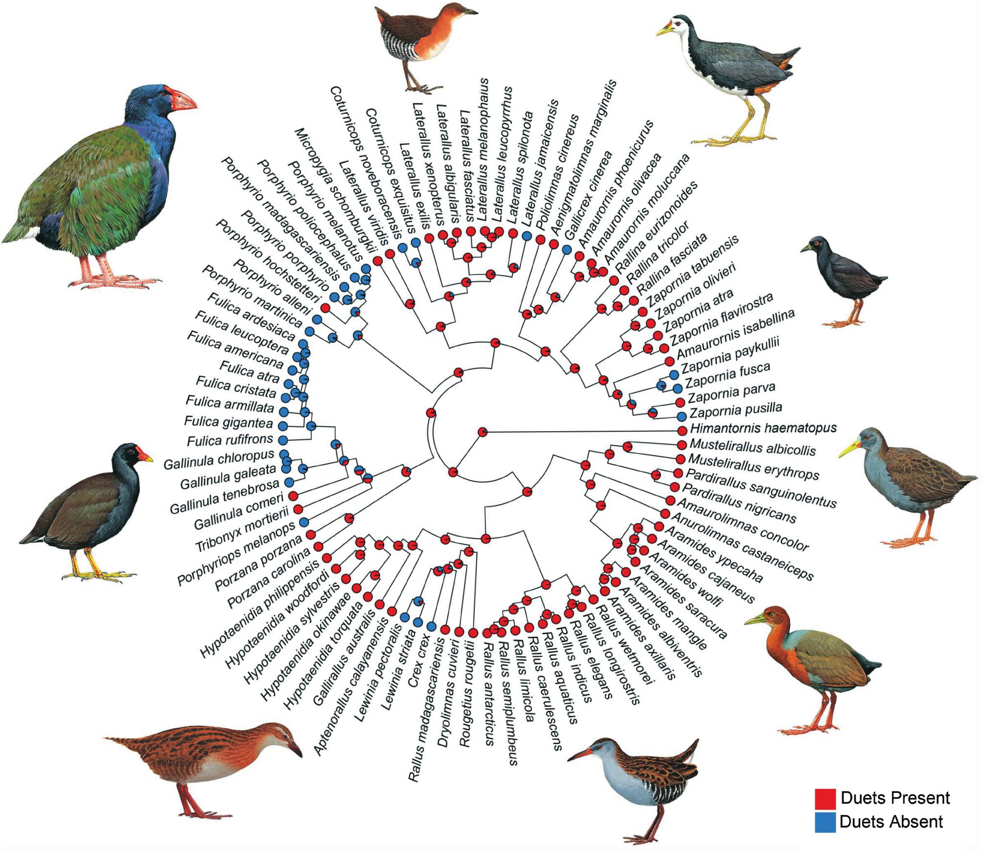 A rallid ballad Communal signaling is correlated with year-round territoriality in the most duet-rich family of birds (Gruiformes Rallidae)
