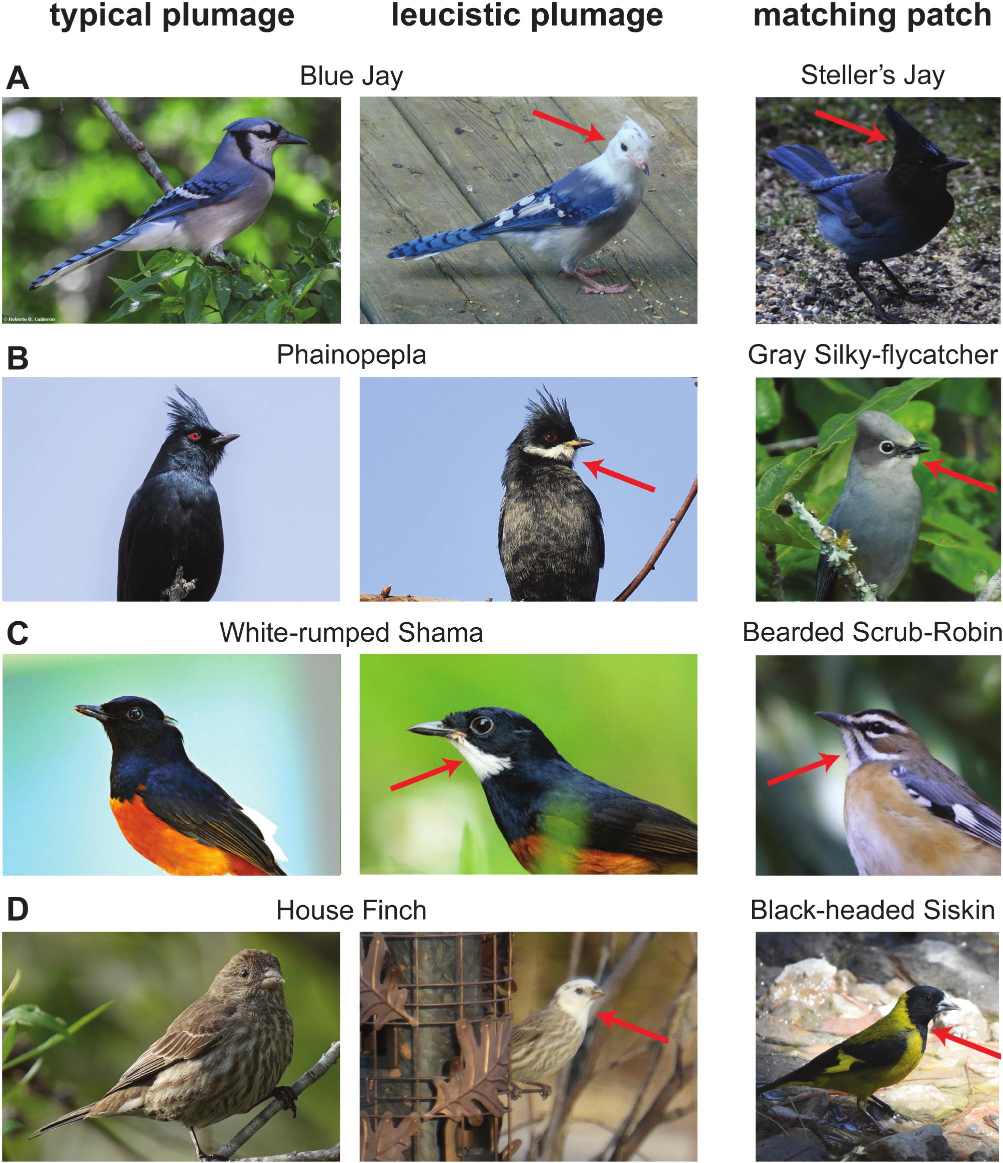 Community-sourced sightings of atypical birds can be used to understand ...