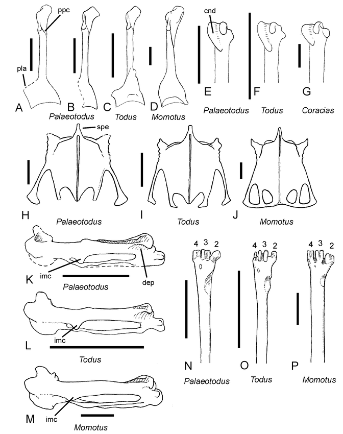 A TODY (ALCEDINIFORMES: TODIDAE) FROM THE EARLY OLIGOCENE OF GERMANY