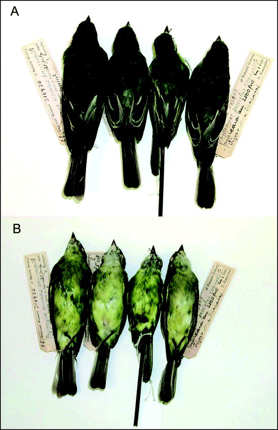 A New Species Of Tyrannulet Tyrannidae Phyllomyias From Andean Foothills In Northwest Bolivia And Adjacent Peru