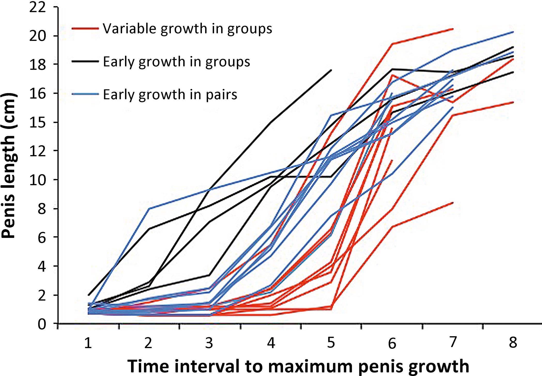 Penis growth stretches