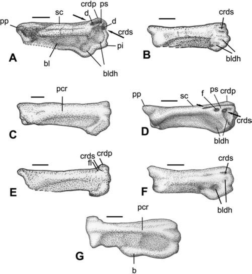 An early Oligocene stem Galbulae (jacamars and puffbirds) from southern ...