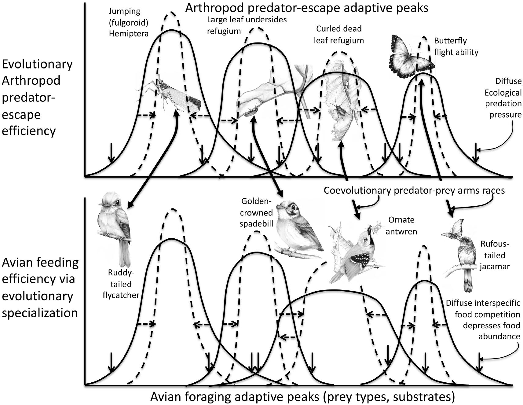 Insectivorous Birds In The Neotropics Ecological Radiations Specialization And Coexistence In Species Rich Communities