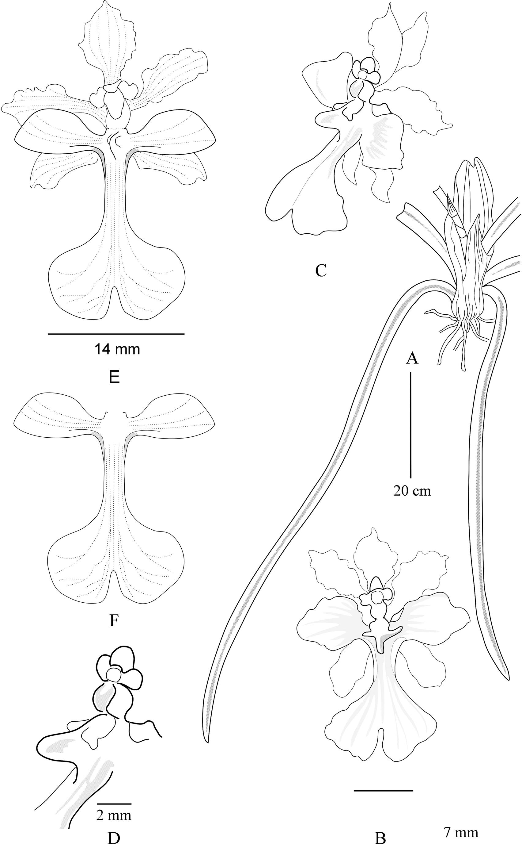 A Revision Of Cohniella Pfitzer Orchidaceae In Mexico1