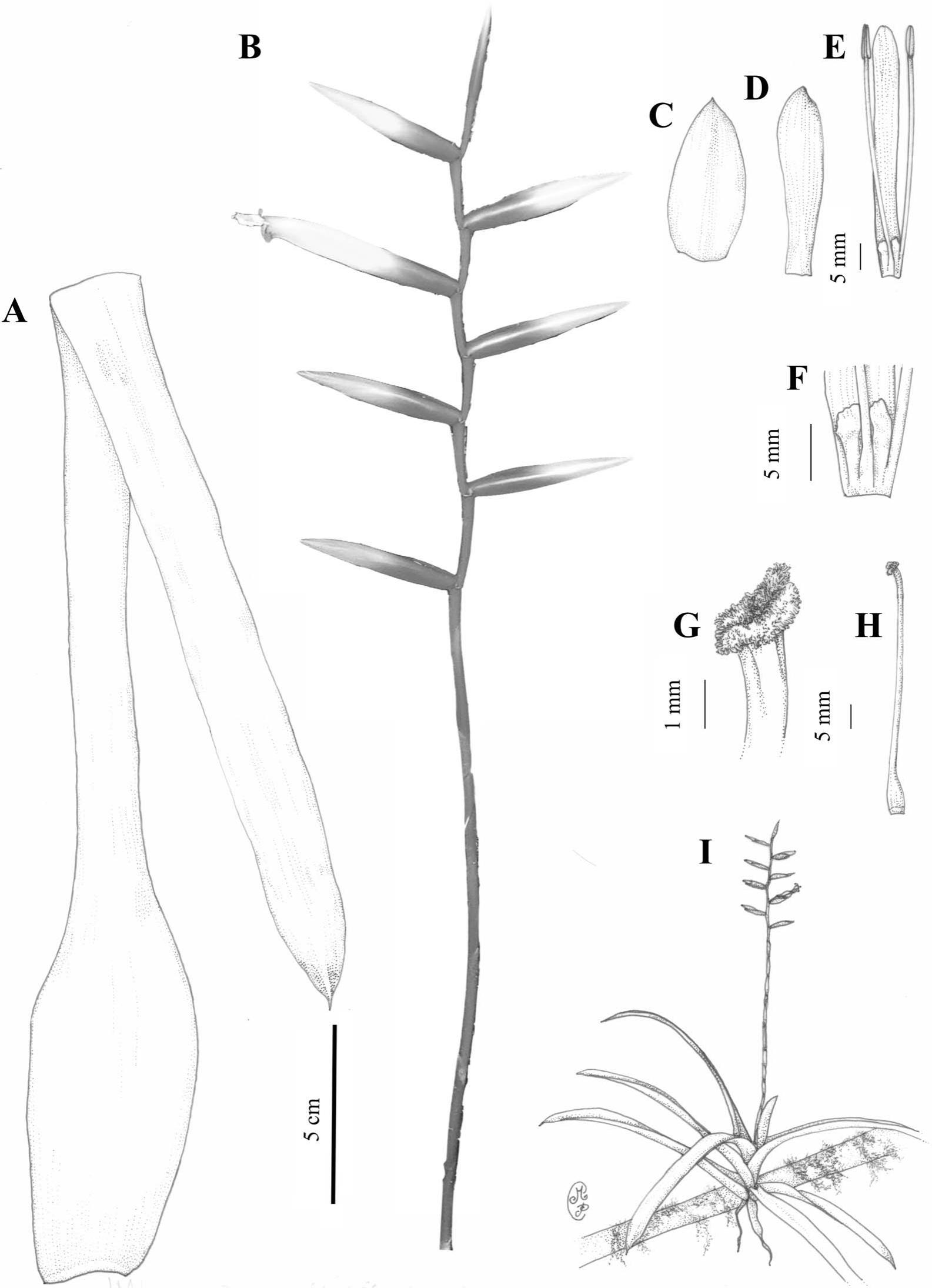 Nomenclatural Revision And Taxonomic Notes Of Vriesea Psittacina Type Of Genus Vriesea Bromeliaceae 1