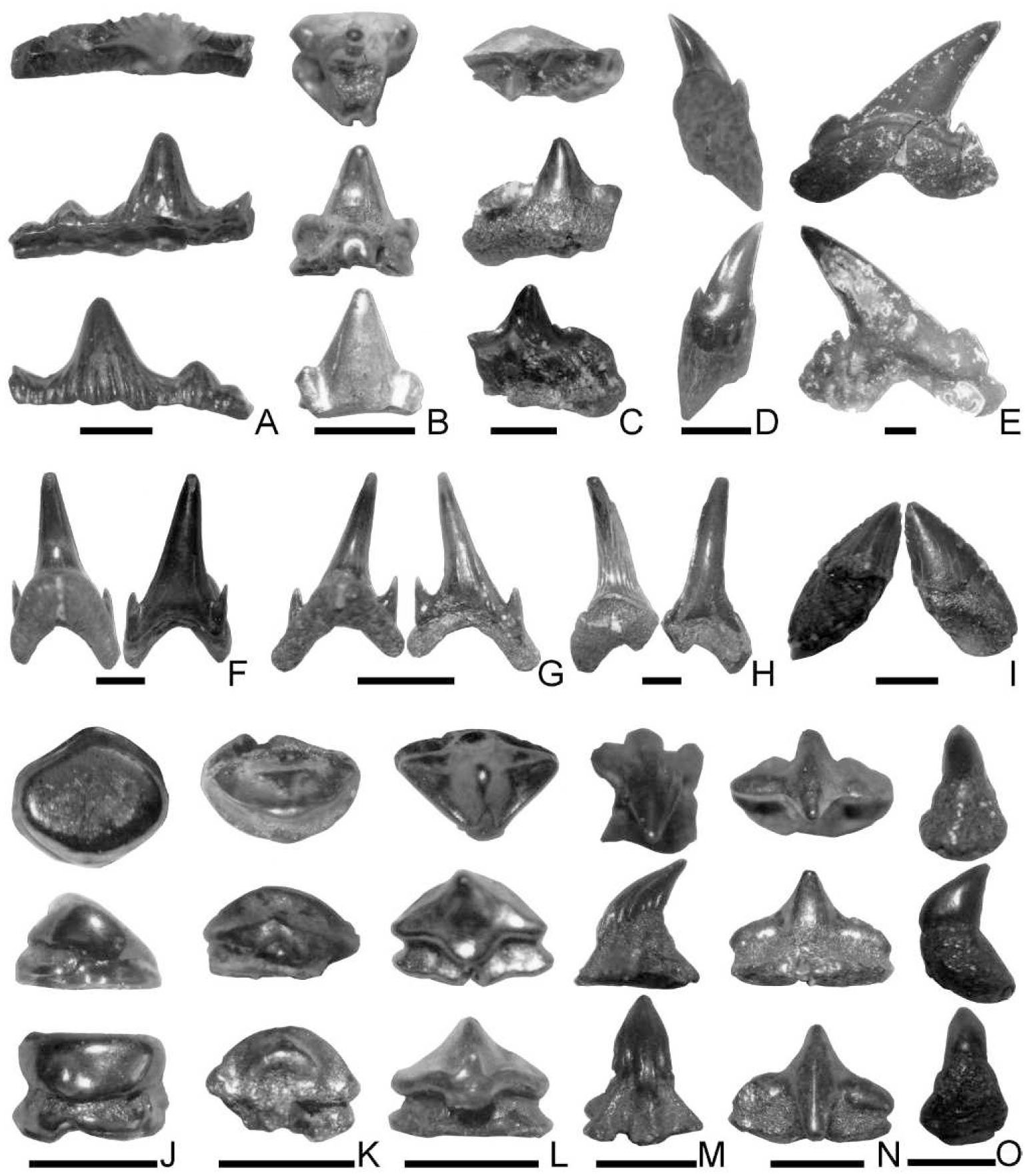 Fossil Fish Fauna from the Uppermost Graneros Shale (Upper Cretaceous ...