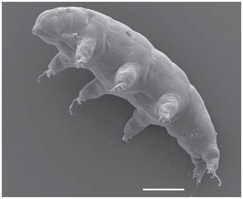 Tardigrades of the Canopy: Evidence of Stratification