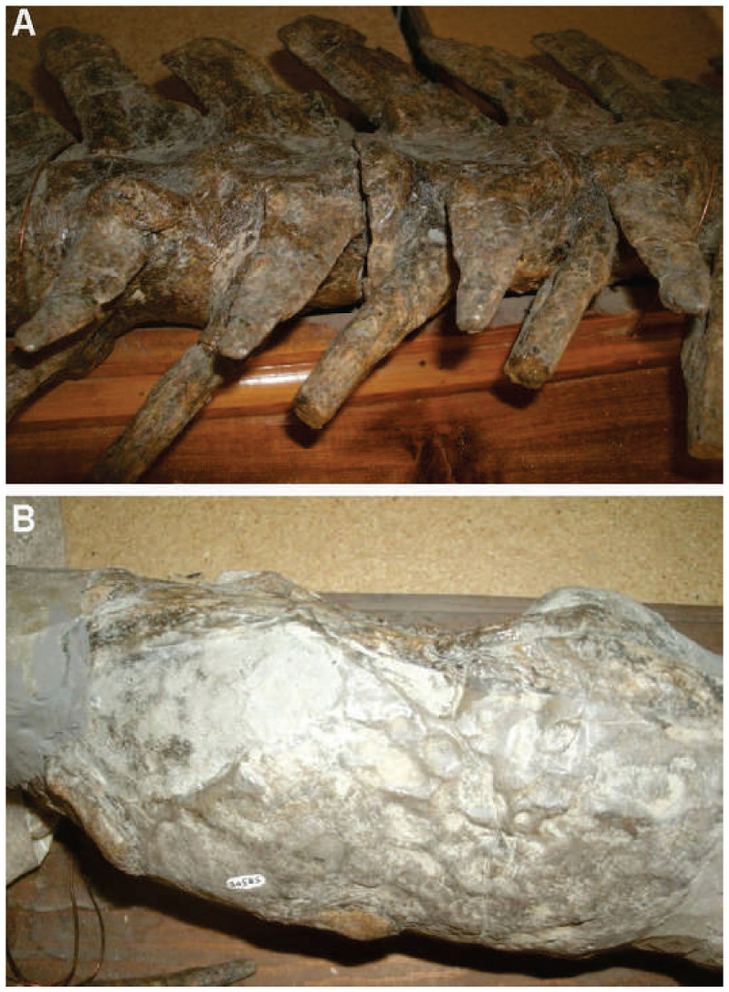 mosasaurus vertebrae