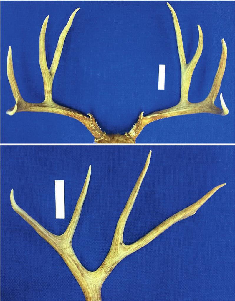 Antler Development in White-tailed Deer: Implications for Management