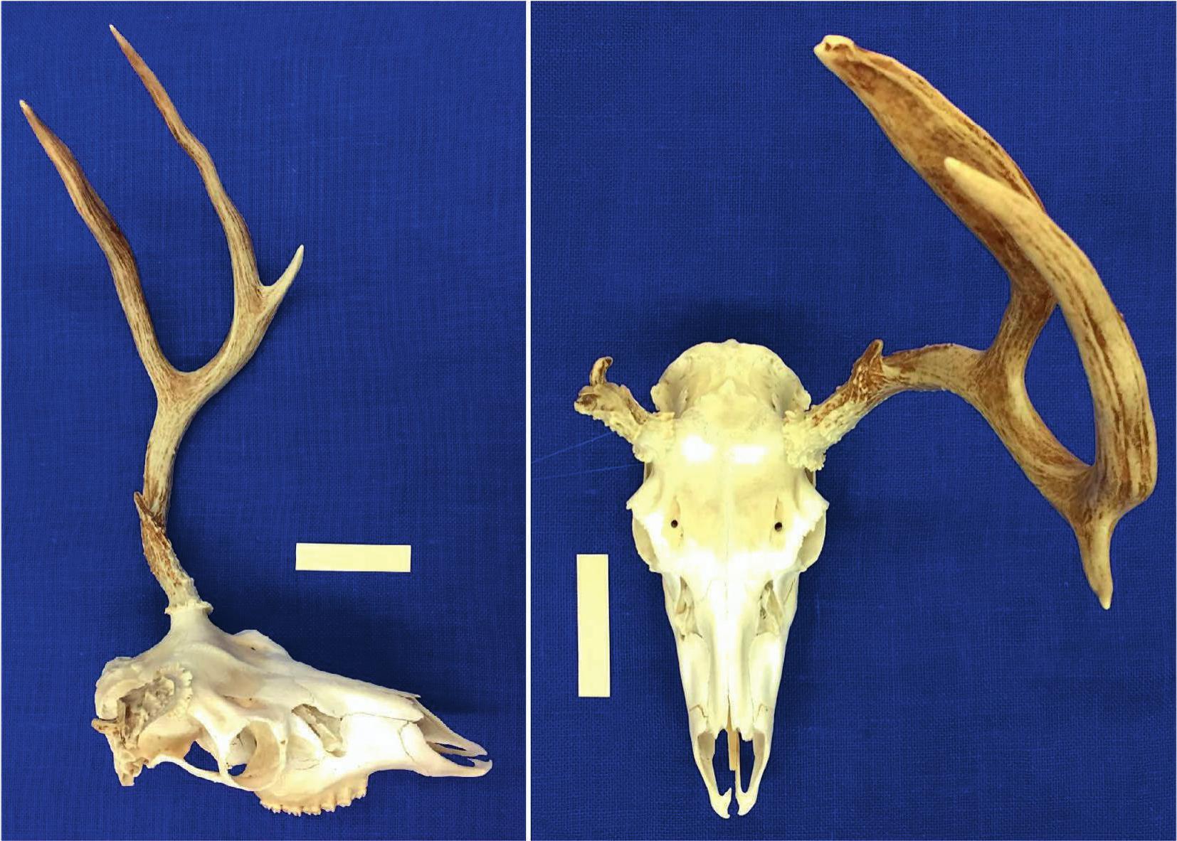 Antler Development in White-tailed Deer: Implications for Management