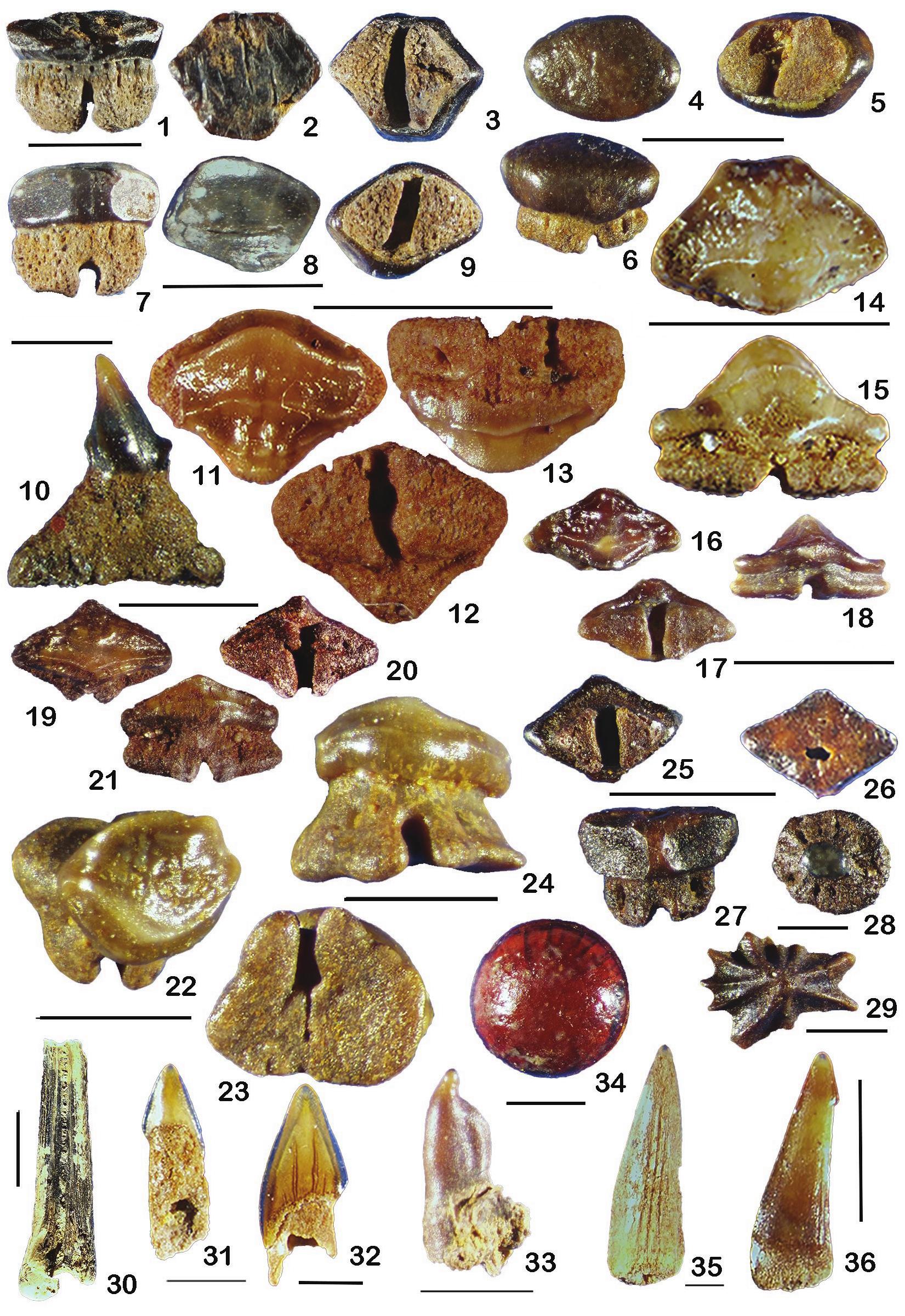 First Report of Elasmobranchii and Osteichthyans from the Fox Hills Formation (Late Cretaceous), Poison Springs Locality, Northeastern Colorado image photo