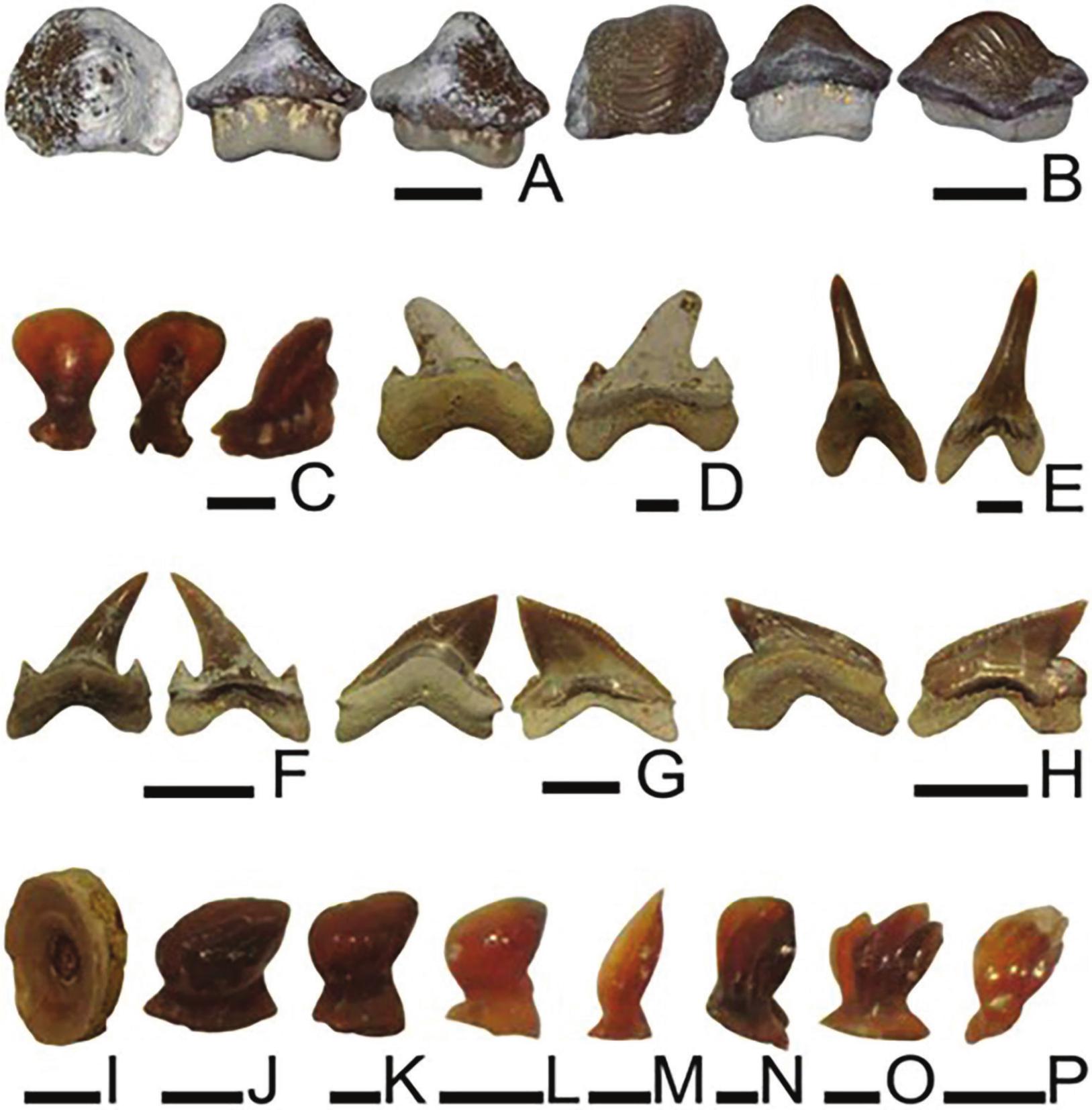 A New Fossil Marine Vertebrate Assemblage from the Upper Cretaceous ...