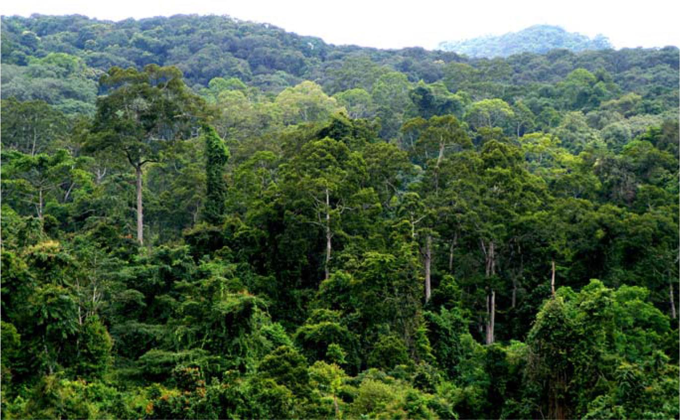 Advances in biogeography of the tropical rain forest in southern
