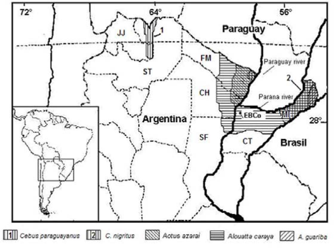 Mono Carayá, a native of South America. in the wild and natural