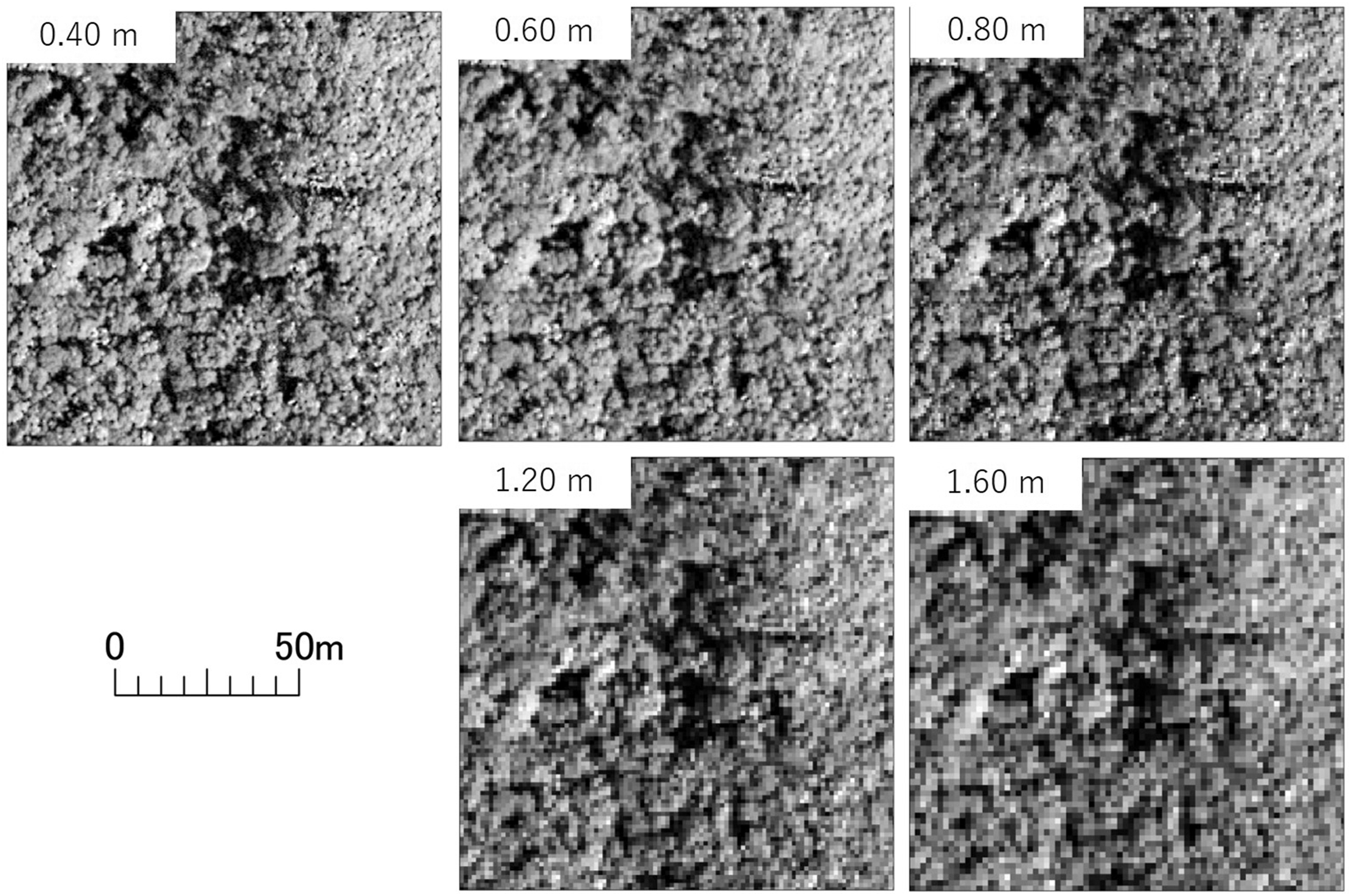 The numbers of woody plants with maximum crown width in a specific size