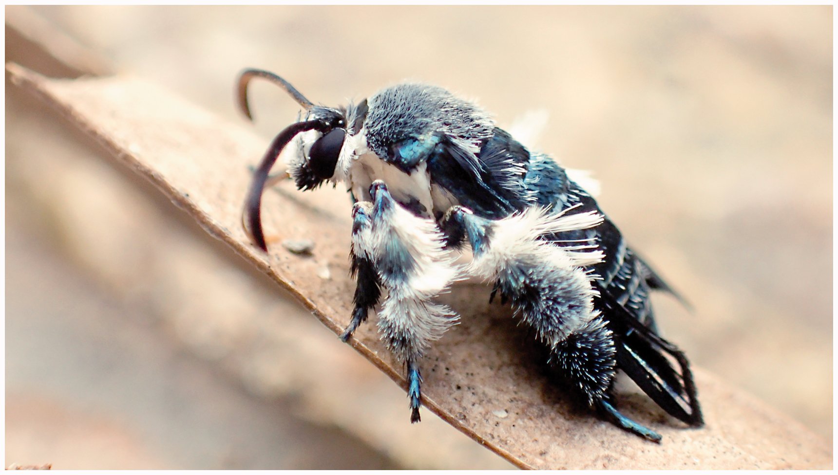 作弊飛蛾Cheating Moth (Chinese)