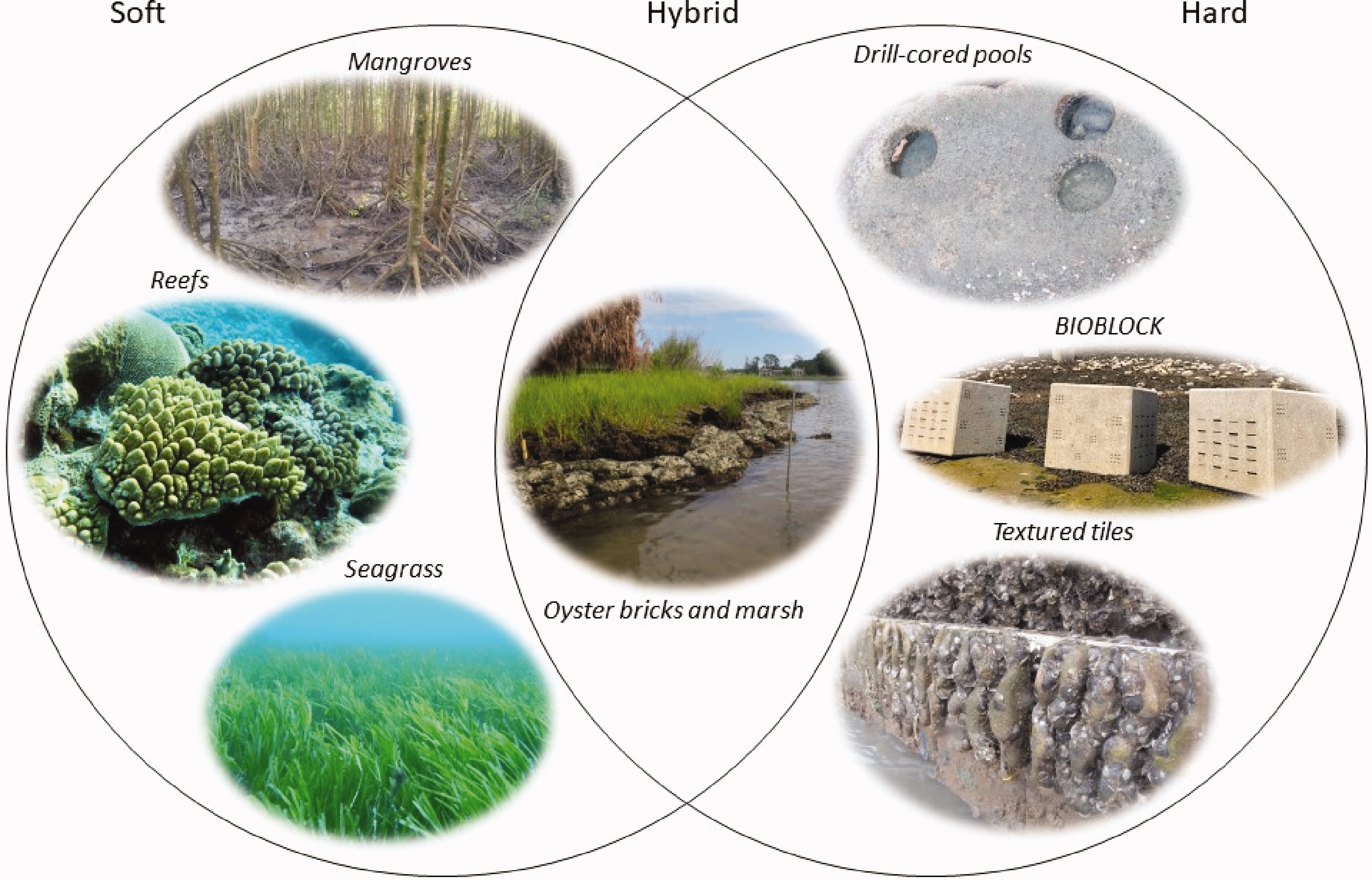 Drill-Cored Artificial Rock Pools Can Promote Biodiversity and 