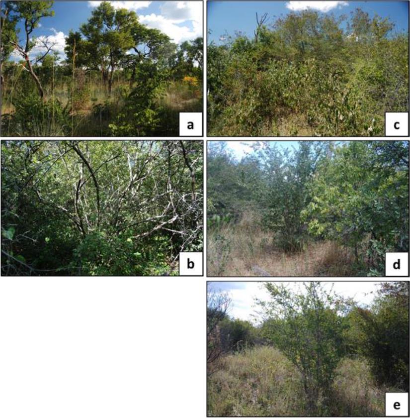 Impact of shifting cultivation on dense tropical woodlands in southeast ...