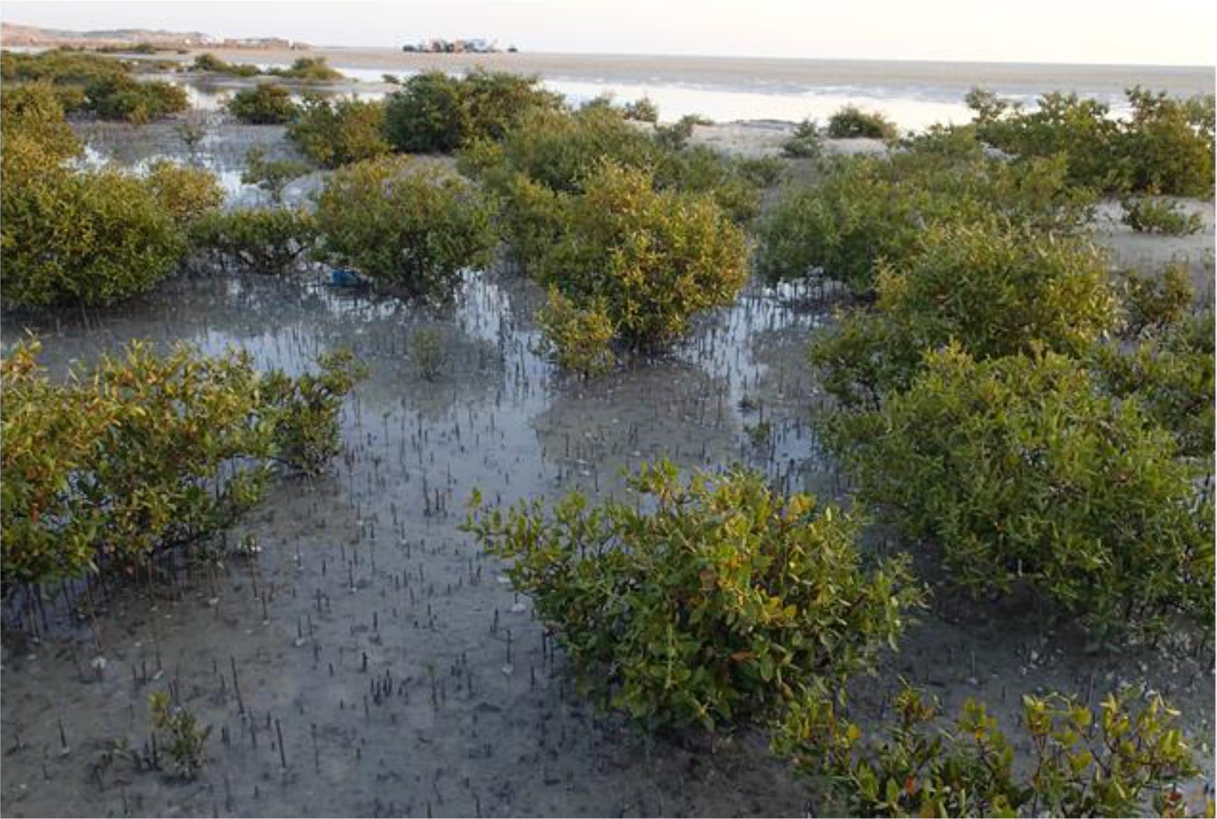 Coastal Zone habitat-Use by birds in Qatar: Insights from a rapid ...