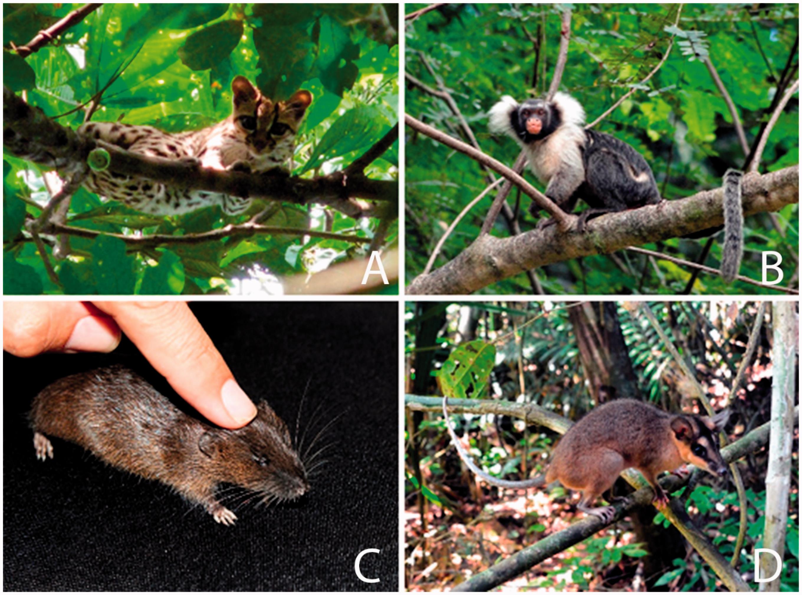 Nonvolant Mammal Megadiversity And Conservation Issues In A Threatened Central Amazonian Hotspot In Brazil