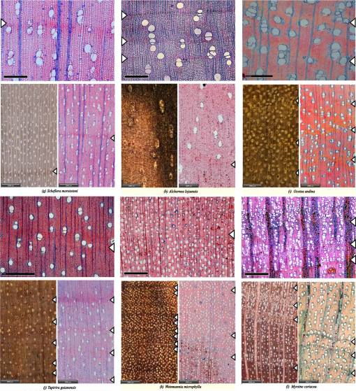 Anatomical Types of Xylem Growth-Ring Boundaries in 16 Tree
