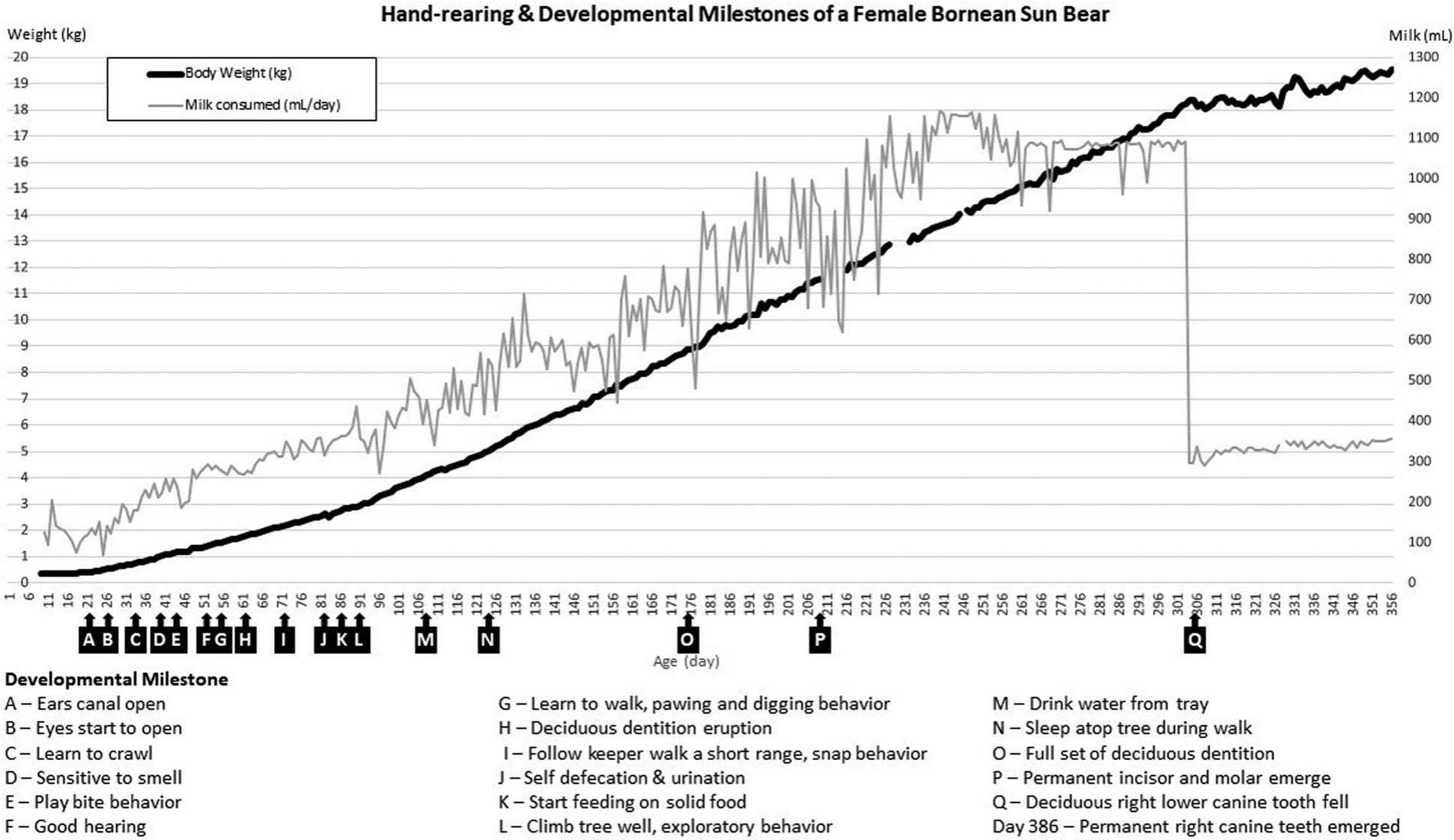 Hand Rearing Bear Hand-rearing and developmental milestones of a Bornean sun bear