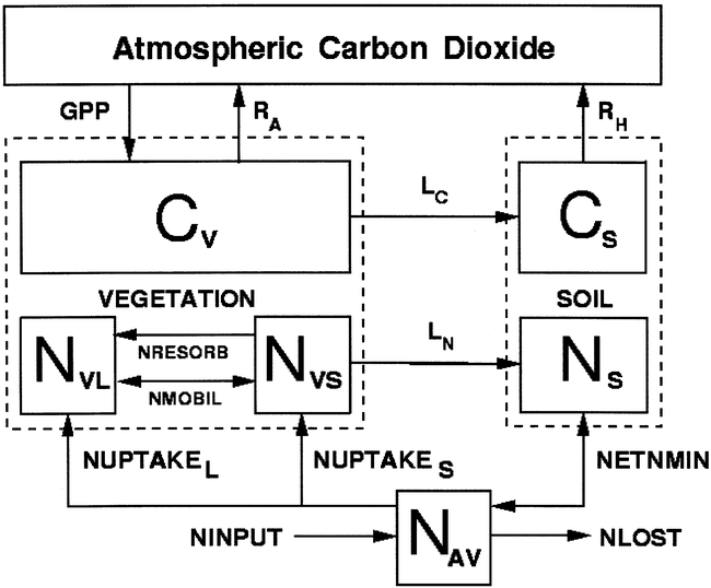 A Biogeochemistry-based Dynamic Vegetation Model And Its Application ...