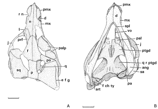 THE SKULL OF PROTOSUCHUS HAUGHTONI, AN EARLY JURASSIC CROCODYLIFORM ...