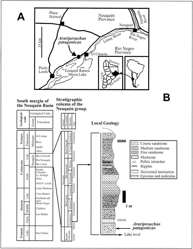 A NEW SPECIES OF ARARIPESUCHUS (CROCODYLOMORPHA, MESOEUCROCODYLIA) FROM ...