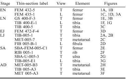 Thin shaft-rings from cattle-size tibia and metatarsus diaphyses.