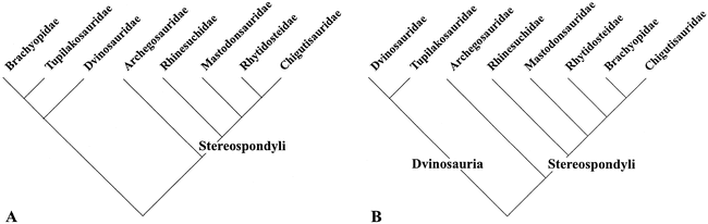 A PHYLOGENY OF THE BRACHYOPOIDEA (TEMNOSPONDYLI, STEREOSPONDYLI)