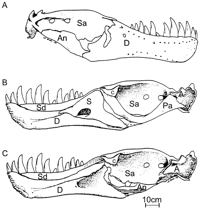 THE CRUSHING BITE OF TYRANNOSAURIDS