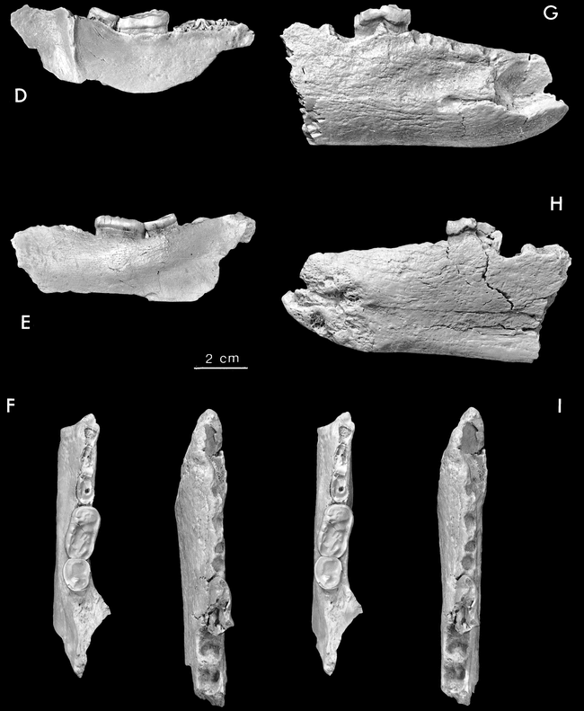 Plionarctos, a tremarctine bear (Ursidae: Carnivora) from western North ...