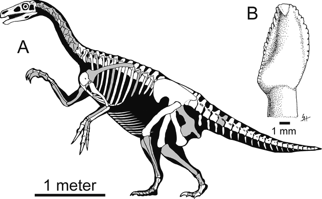 First definitive therizinosaurid (Dinosauria; Theropoda) from North America