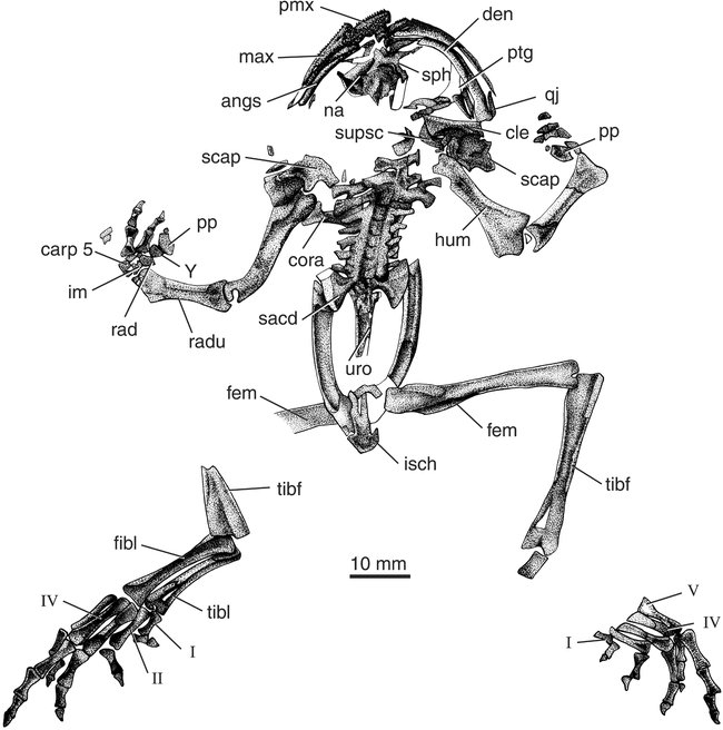 Mesozoic anurans from Liaoning Province, China, and phylogenetic ...