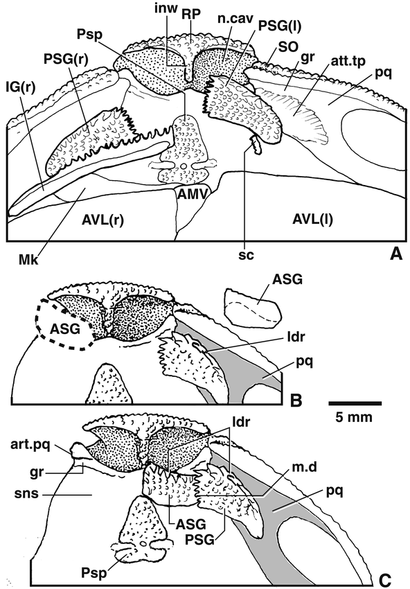 Primitive Jaw Structure In An Articulated Brachythoracid Arthrodire Placoderm Fish Early Devonian From Southeastern Australia