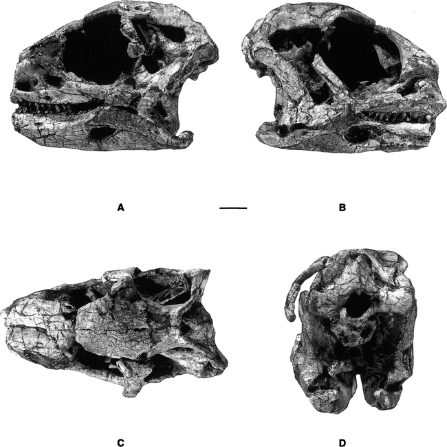 Nearly Complete Skull of Lesothosaurus (Dinosauria: Ornithischia) from ...