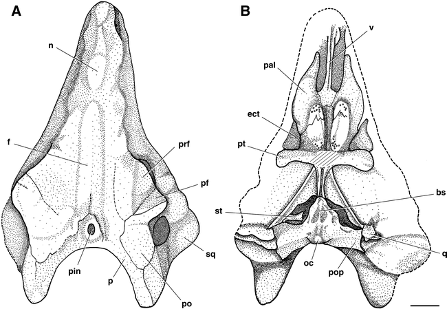 On the cranial morphology of the basal therapsids Burnetia and ...