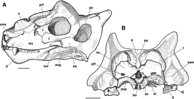 On the cranial morphology of the basal therapsids Burnetia and ...