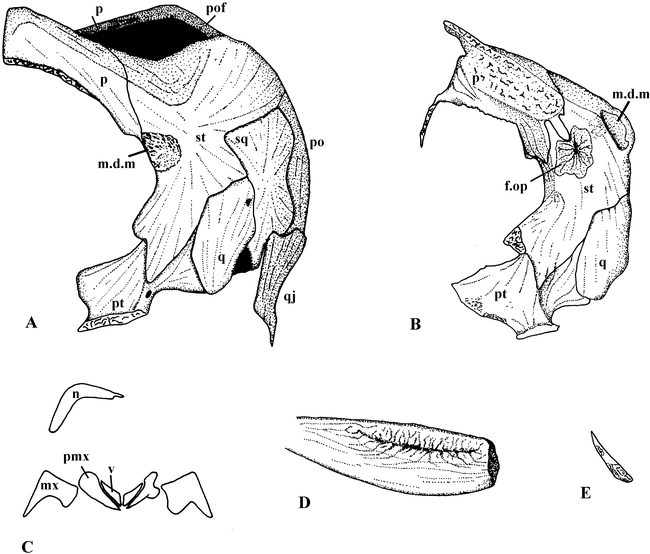 THE CRANIAL OSTEOLOGY OF THE ICHTHYOSAUR LEPTONECTES CF. TENUIROSTRIS ...