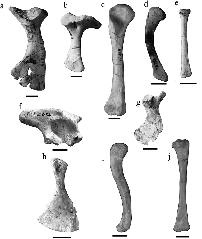 PACHYCHEILOSUCHUS TRINQUEI, A NEW PROCOELOUS CROCODYLIFORM FROM THE ...