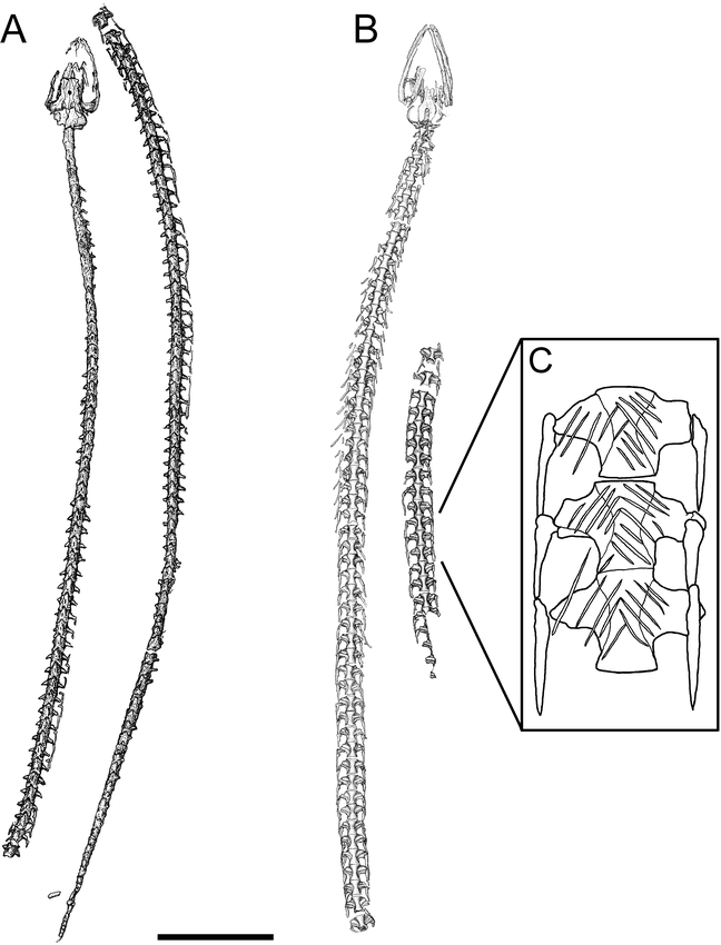 A NEW AÏSTOPOD (TETRAPODA: LEPOSPONDYLI) FROM MAZON CREEK, ILLINOIS