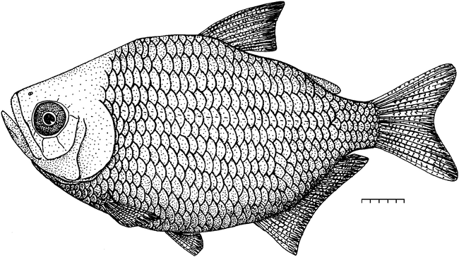 A NEW EOCENE CITHARINOID FISH (OSTARIOPHYSI: CHARACIFORMES) FROM TANZANIA