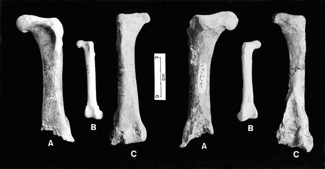 THE ANHINGAS (AVES: ANHINGIDAE) FROM THE UPPER TERTIARY (MIOCENE ...