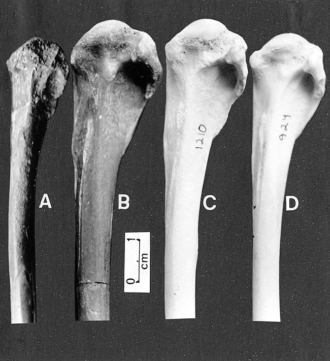 The Anhingas (aves: Anhingidae) From The Upper Tertiary (miocene 