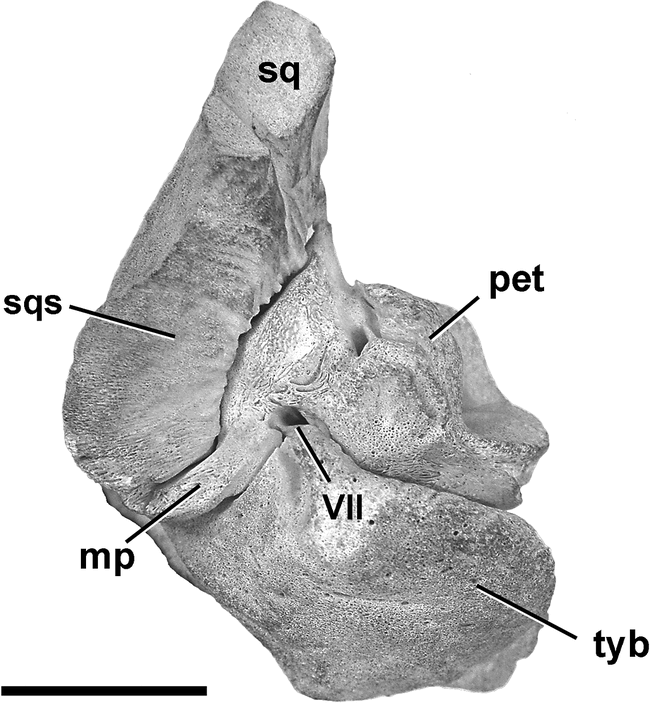 MORPHOLOGICAL SUPPORT FOR A CLOSE RELATIONSHIP BETWEEN HIPPOS AND WHALES