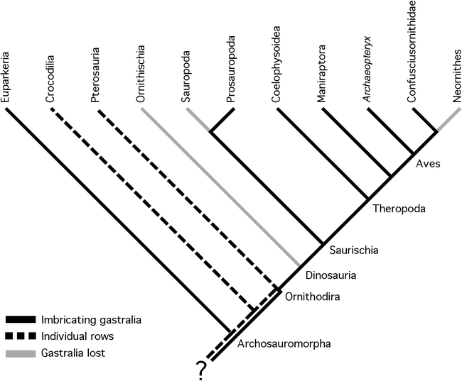 DINOSAUR GASTRALIA; ORIGIN, MORPHOLOGY, AND FUNCTION