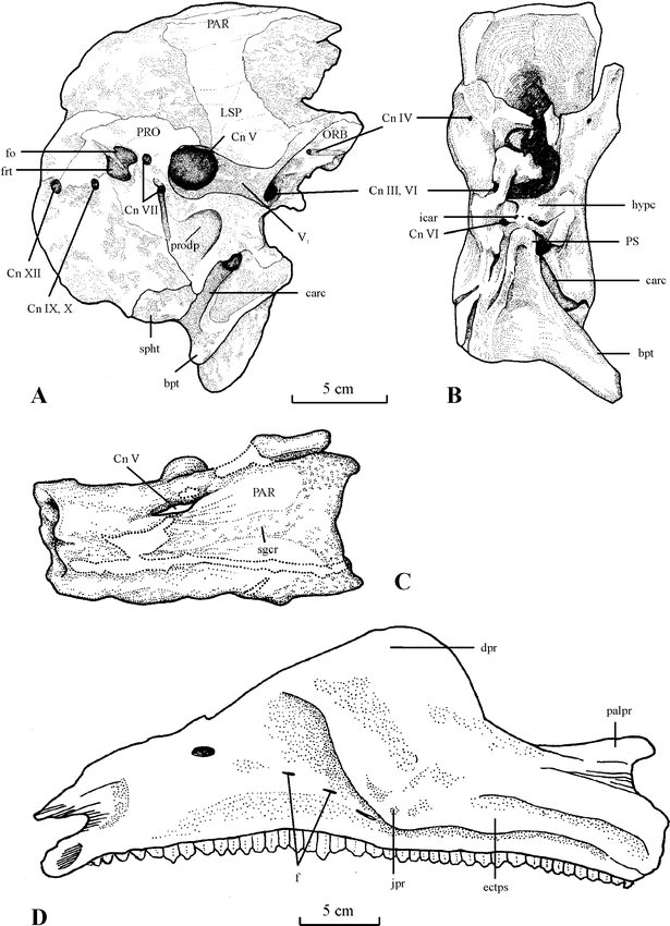 A NEW HADROSAURINE DINOSAUR FROM THE LATE CRETACEOUS OF FAR EASTERN RUSSIA