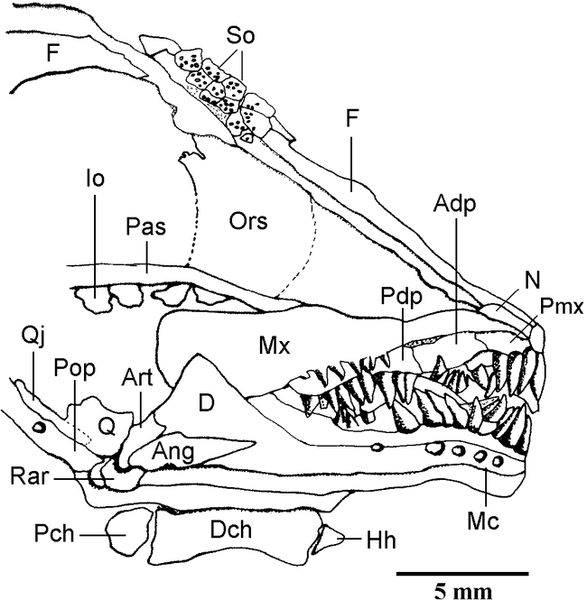 A NEW WORLD MACROSEMIID (PISCES: NEOPTERYGII-HALECOSTOMI) FROM THE ...