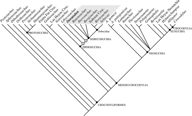 A NEW SPECIES OF DORATODON (CROCODYLIFORMES: ZIPHOSUCHIA) FROM THE LATE ...